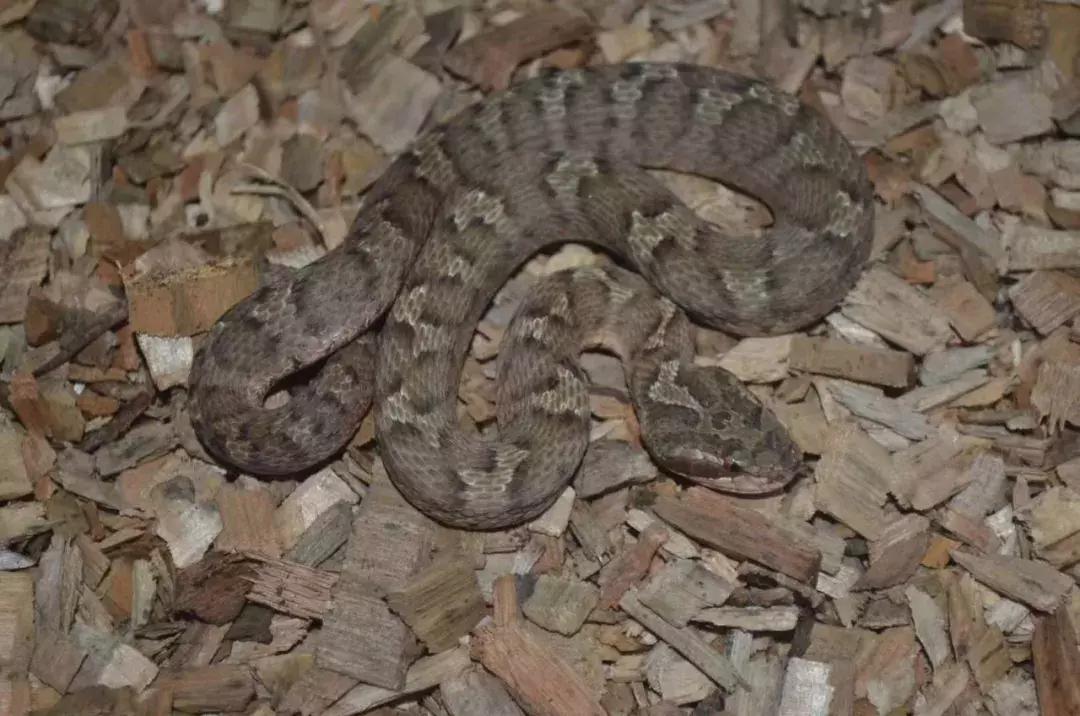 如何让观赏蛇类在人工环境下住得幸福