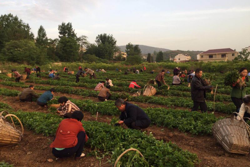 湖北十堰郧阳特产,十堰郧阳特色美食有哪些