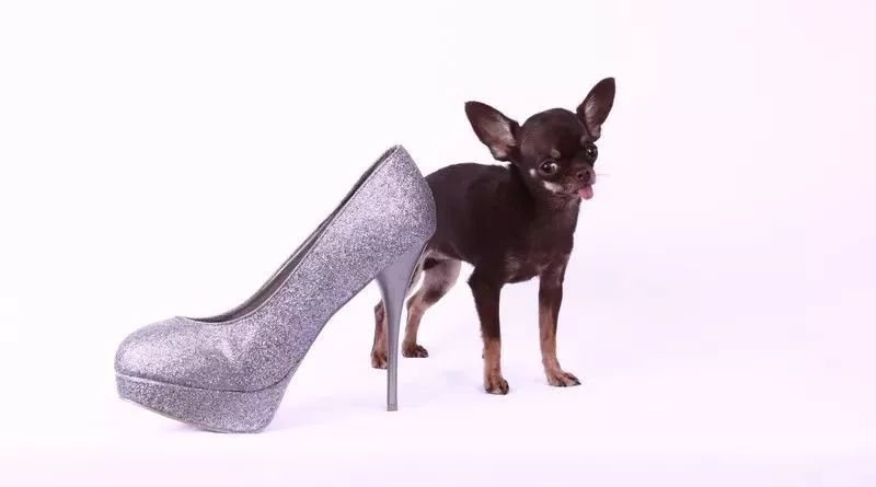 吉尼斯世界纪录最大的狗排名,吉尼斯记录体型最大的狗