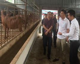 羊炚致富荣获中国国际互联网+大学生创业大赛广西赛区金奖