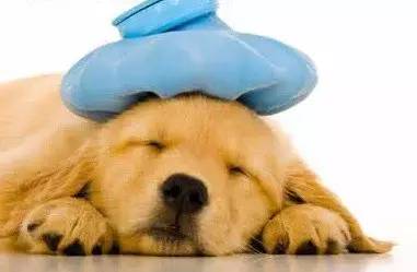 养狗家中常备杀虫药,养狗家庭常备药品你备齐了吗