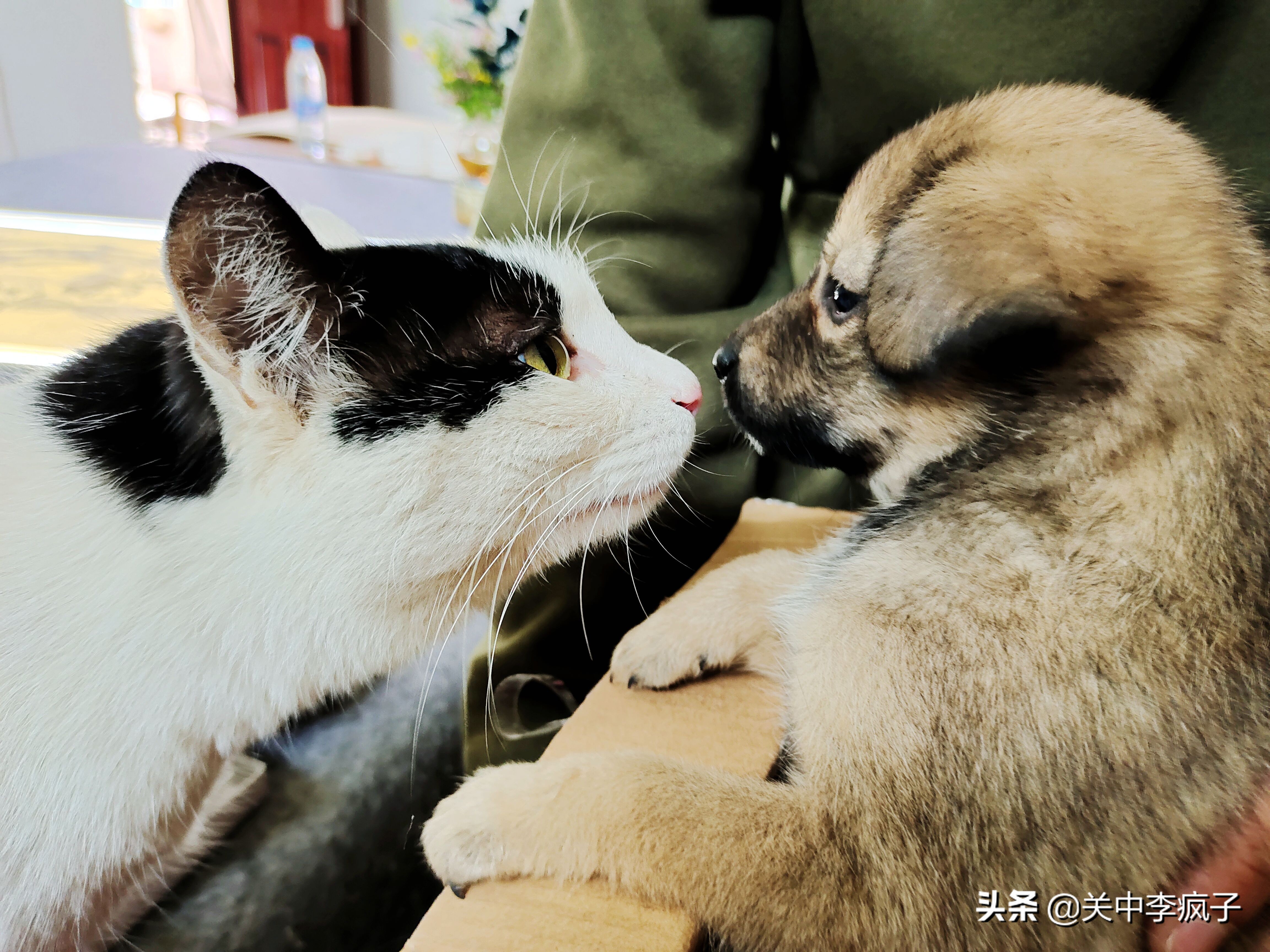 春天来了,这只叫青皮的旺财也来了