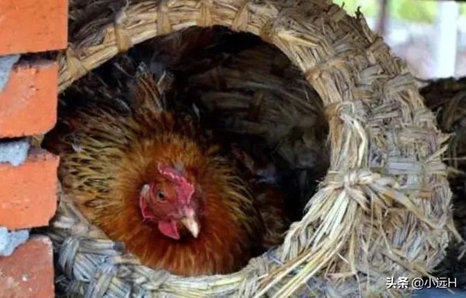 公鸡怎么让母鸡生育,公鸡是怎么让母鸡生蛋的