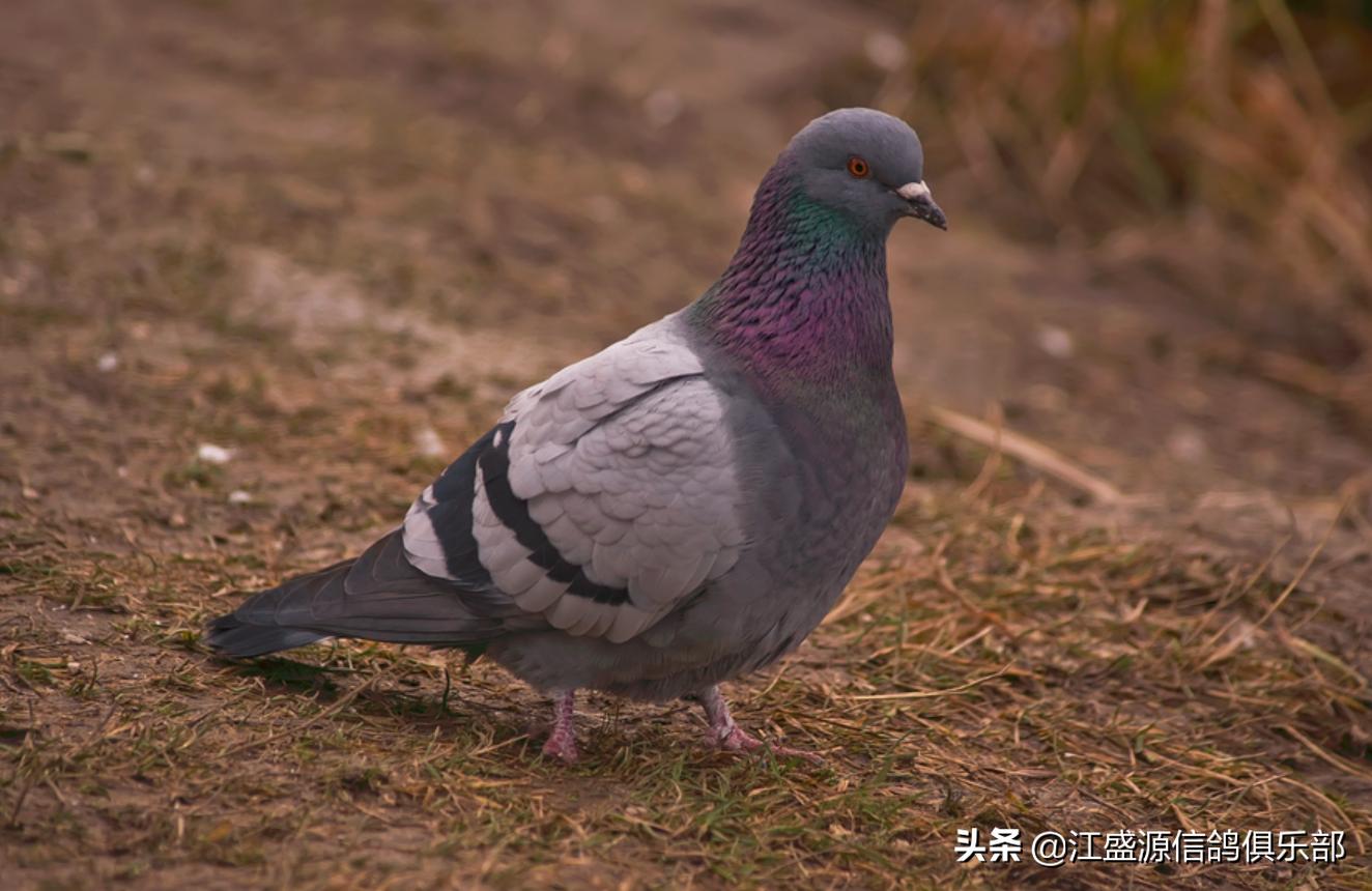 赛鸽应激反应怎么预防,赛鸽中毒怎么办