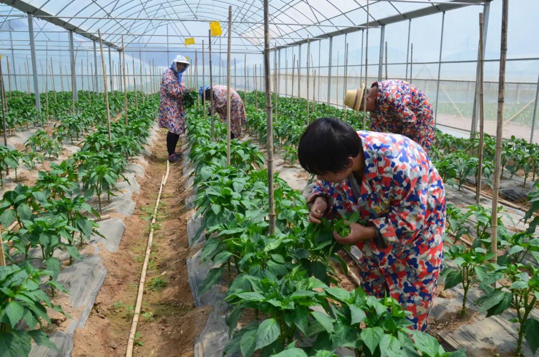 台江发展规划,台江发展和改革