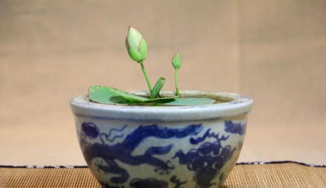 碗莲跟睡莲哪个适合鱼缸养鱼,睡莲和碗莲哪个适合在水缸养