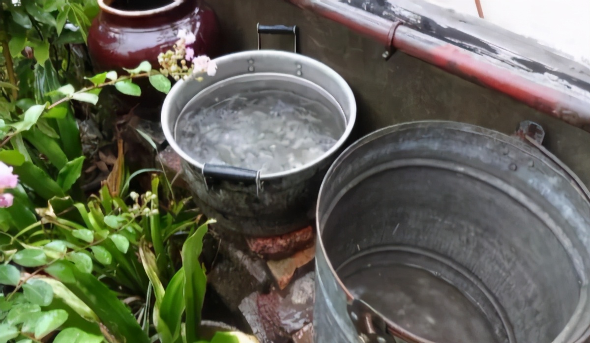 月季和天竺葵哪个好养,怎么样养月季盆栽