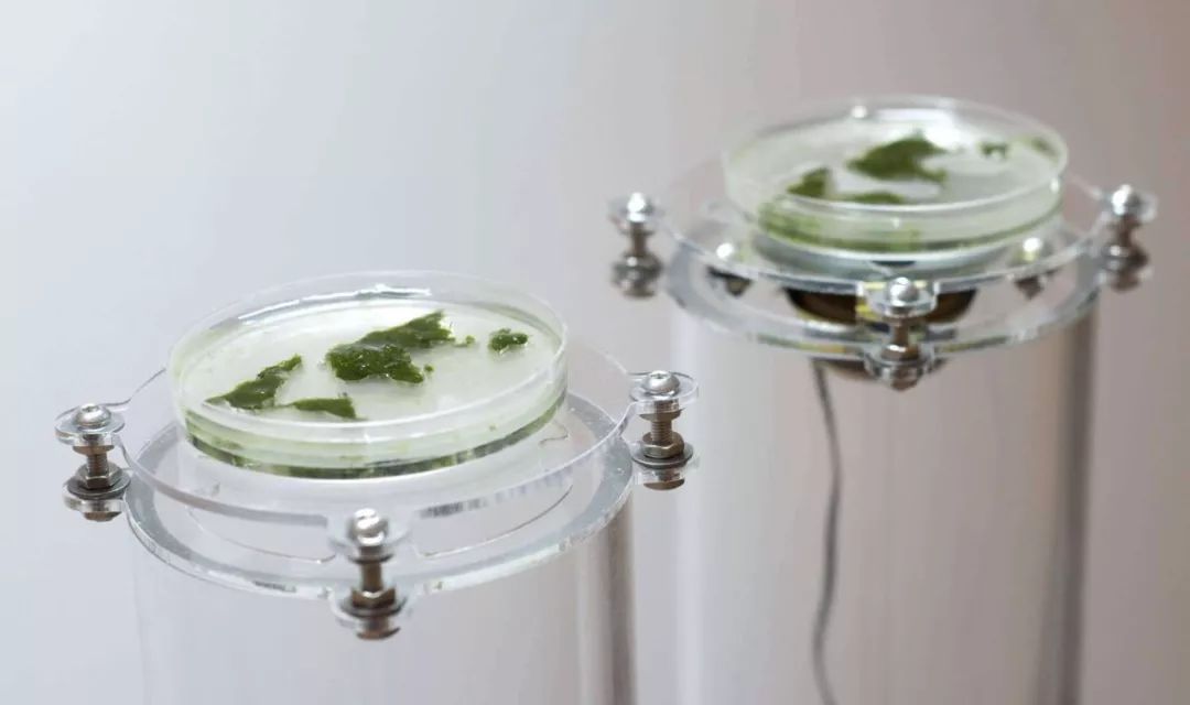 藻类是什么东西,藻类是什么意思