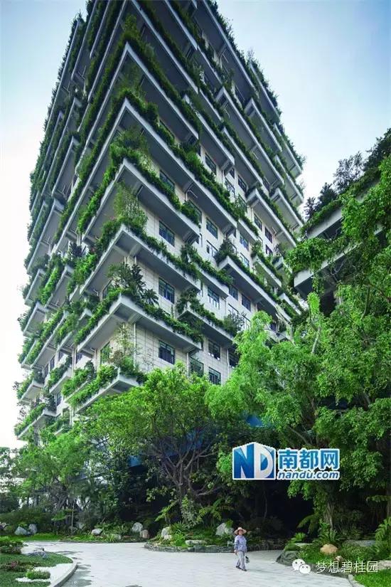 碧桂园总部大楼绿色植物,碧桂园总部大楼种的什么植物