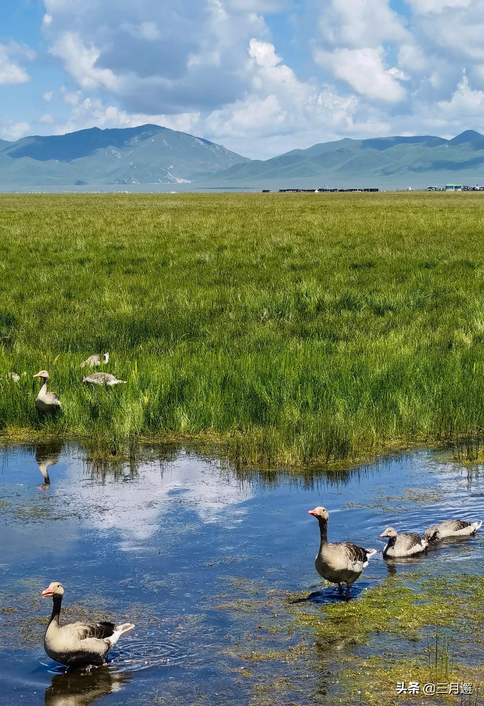 从若尔盖到九寨沟沿途哪些风景,若尔盖到尕海一路风景