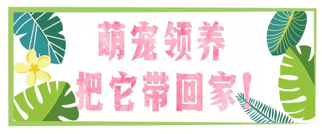 炸裂!因为一只猫,苏州人开启尖叫模式!
