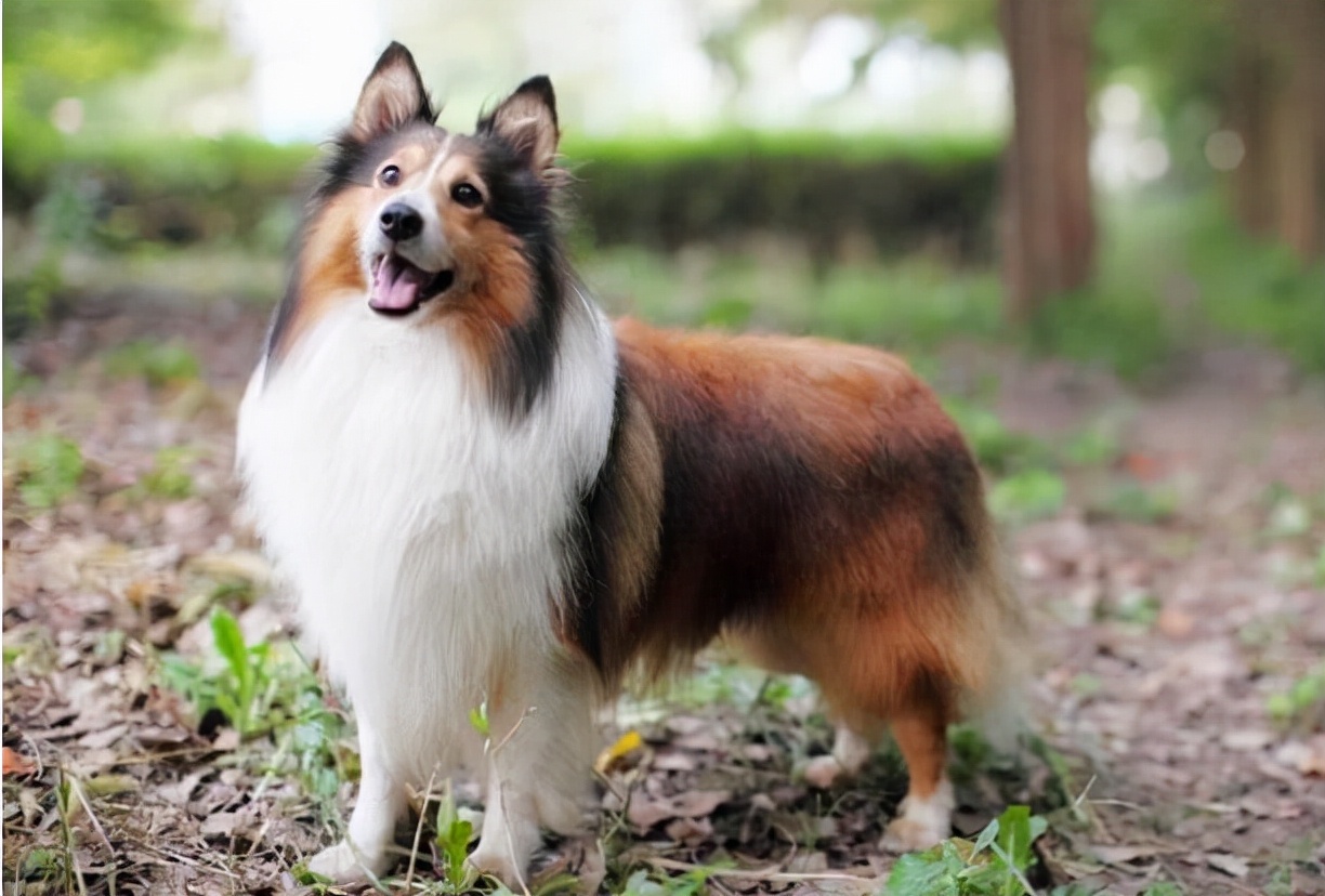 喜乐蒂偏瘦如何饲养？