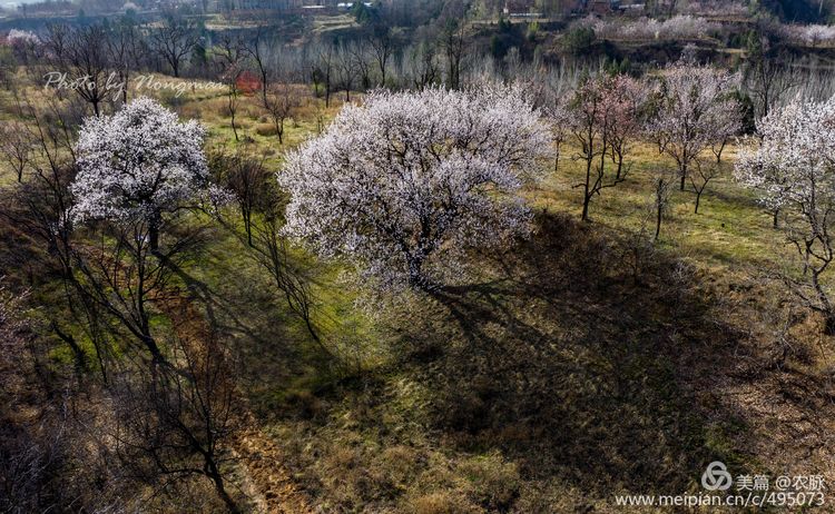 河南灵宝百年古杏林花开遍山野,灵宝北沟古杏林图片