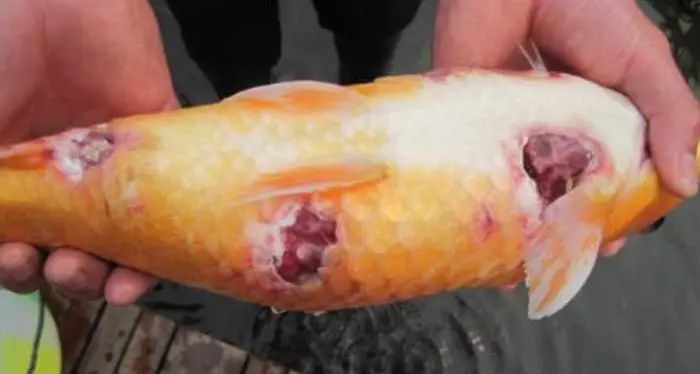 鱼掉鳞烂鳞是什么原因,鱼为什么会出现腐皮烂身