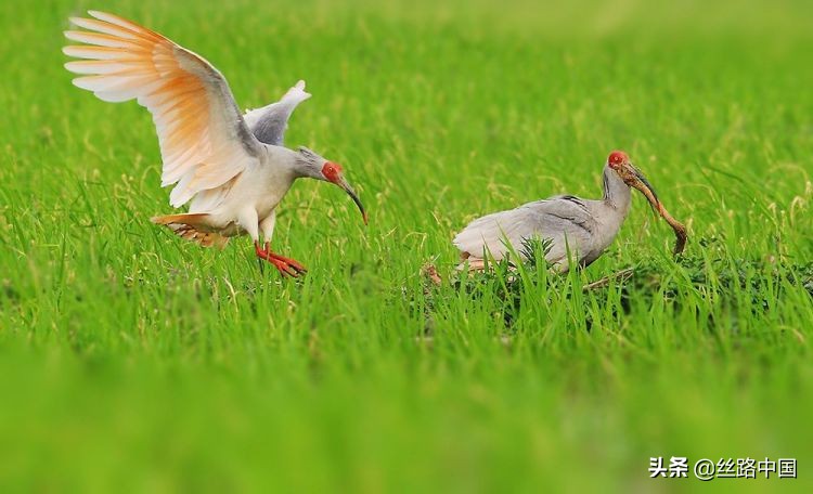 中国油菜花海汉中旅游,汉中旅游油菜花最佳观赏日期