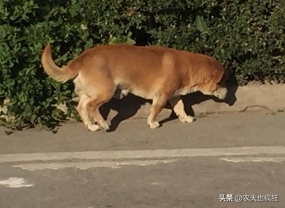 狗不能死在家里有什么说法,狗狗死后怎么处理有什么讲究吗