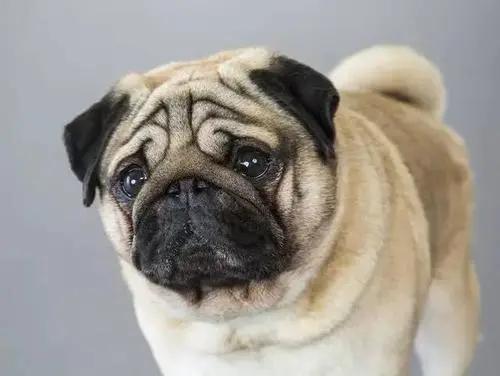 适合懒人养的狗,懒人养狗的最佳方法