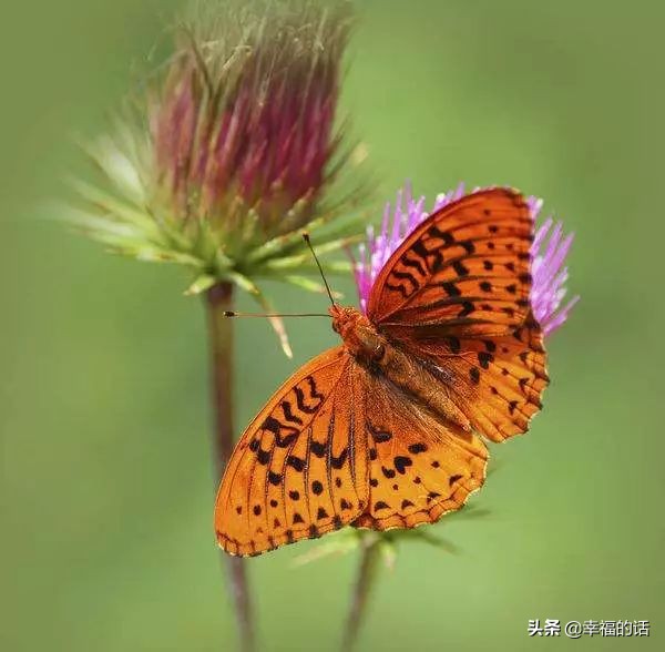 6月到了，送你6花6蝶6鸟6景6曲6诗，这月顺顺利利。