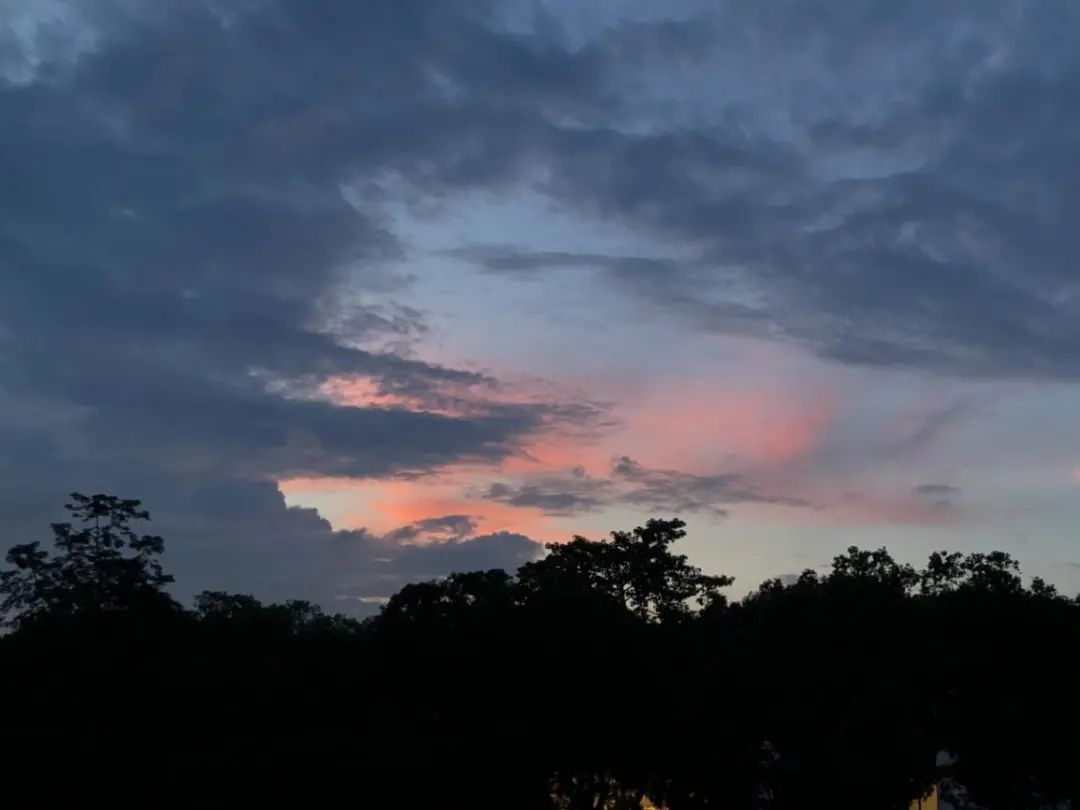 夏日解暑冰茶元气森林,夏天避暑花茶推荐