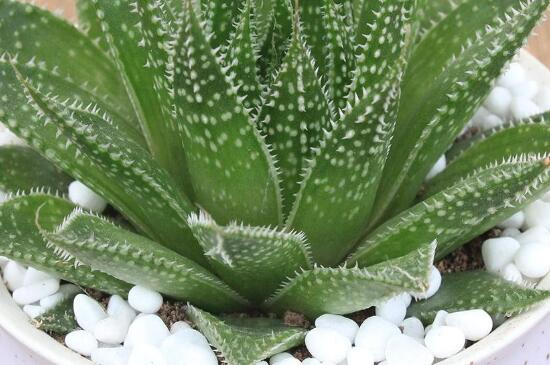 波露能摘叶扦插吗,波露的扦插图片