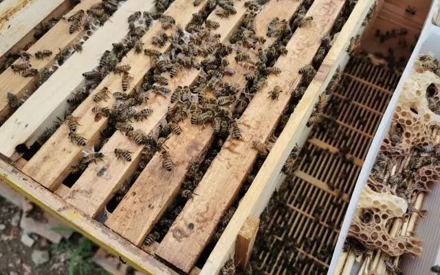 密云蜜蜂养殖技术,养蜂老手艺