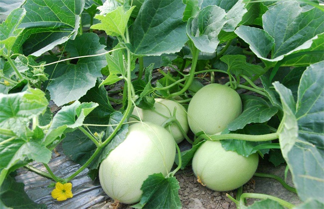 甜瓜育苗技术,甜瓜育苗需要什么肥料