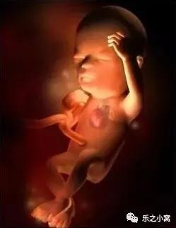 孕期胎儿成长图鉴,孕期胚胎成长图片