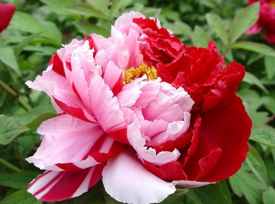 茶花是我国的十大名花吗,中国十大名花图片及花语