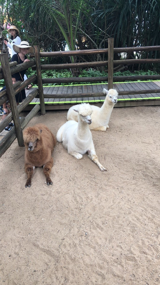 三亚旅游攻略自由行游记,三亚自由行超全干货旅游攻略