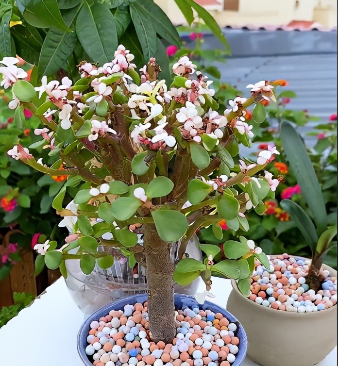 花盆里长野草怎么处理,花盆长杂草怎么利用