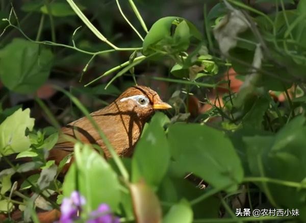 正确的训画眉鸟的方法,画眉鸟训鸟方法