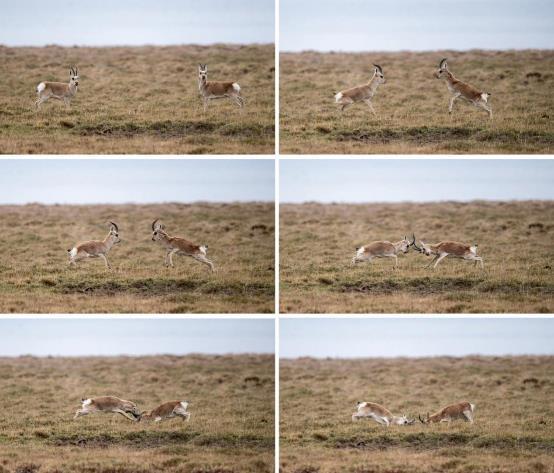 尼康d6拍鸟评测,摄影全套教程尼康d6