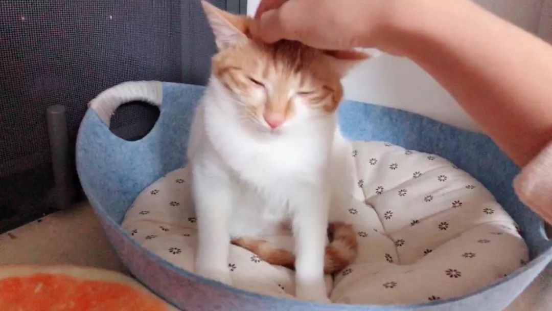 猫咪老是咬人能不能把它牙齿磨平,猫咪爱咬人怎么快速解决