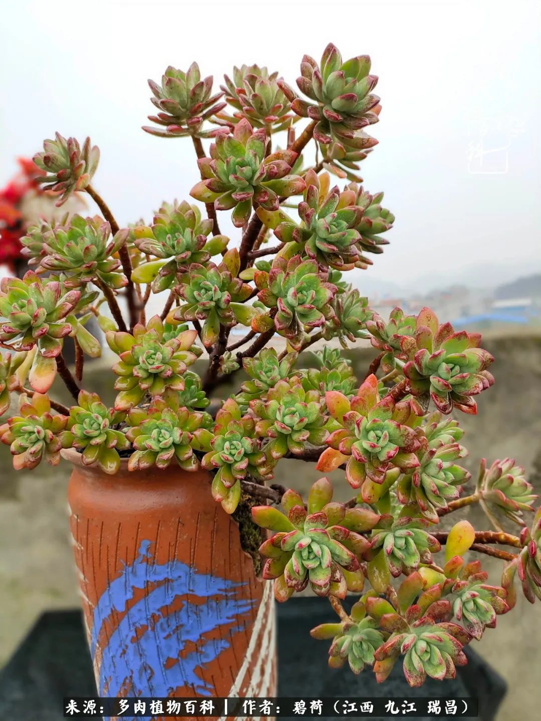 养了五年的多肉看到岁月的痕迹,经过一年春夏秋冬的轮回
