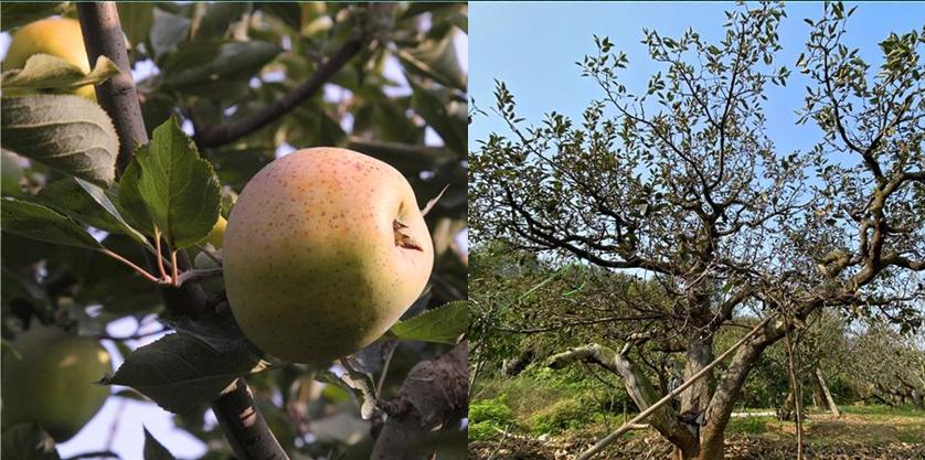 福山大樱桃排名第一名,福山大樱桃哪家最正宗
