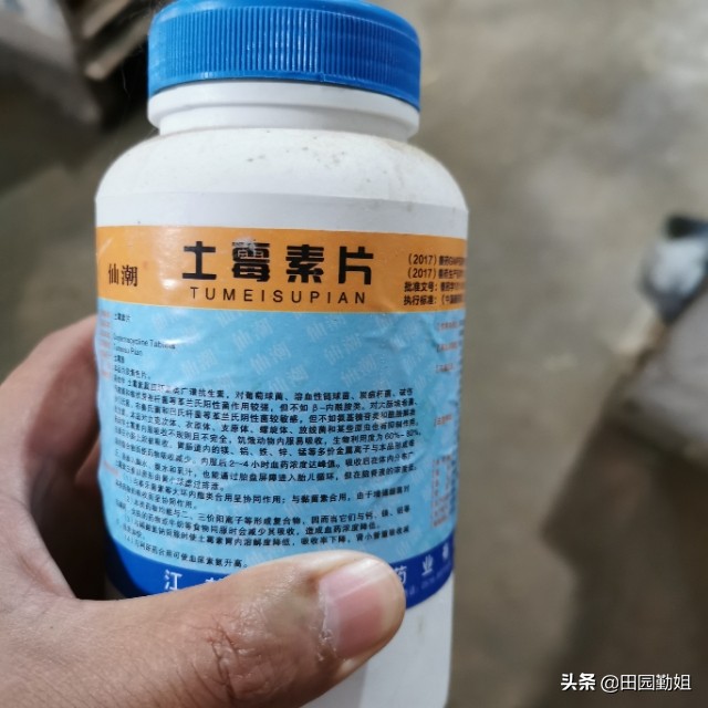 兔子大肠杆菌的症状及预防治疗,兔子大肠杆菌病症状和治疗