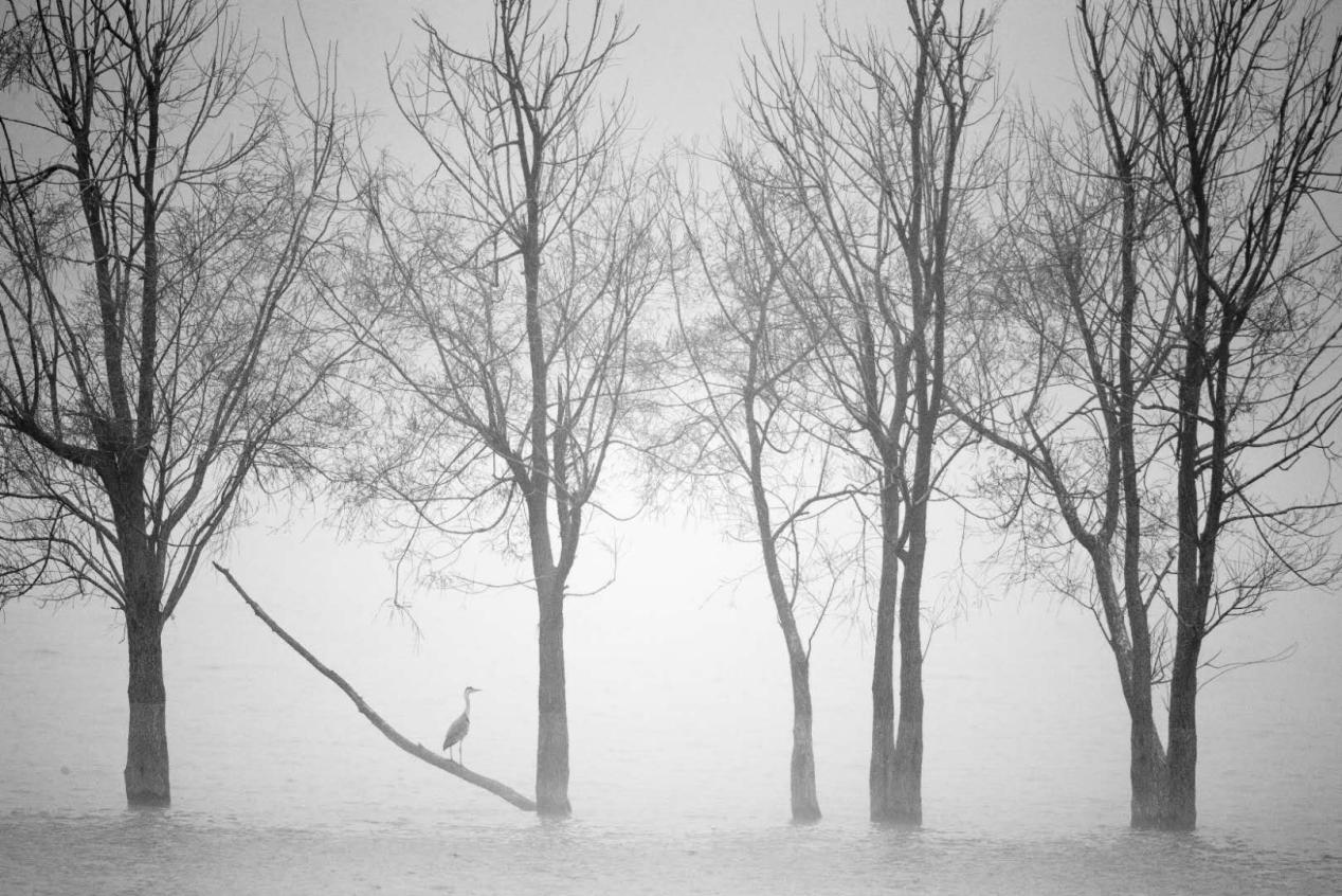 生态摄影师相机,生态摄影著名摄影家