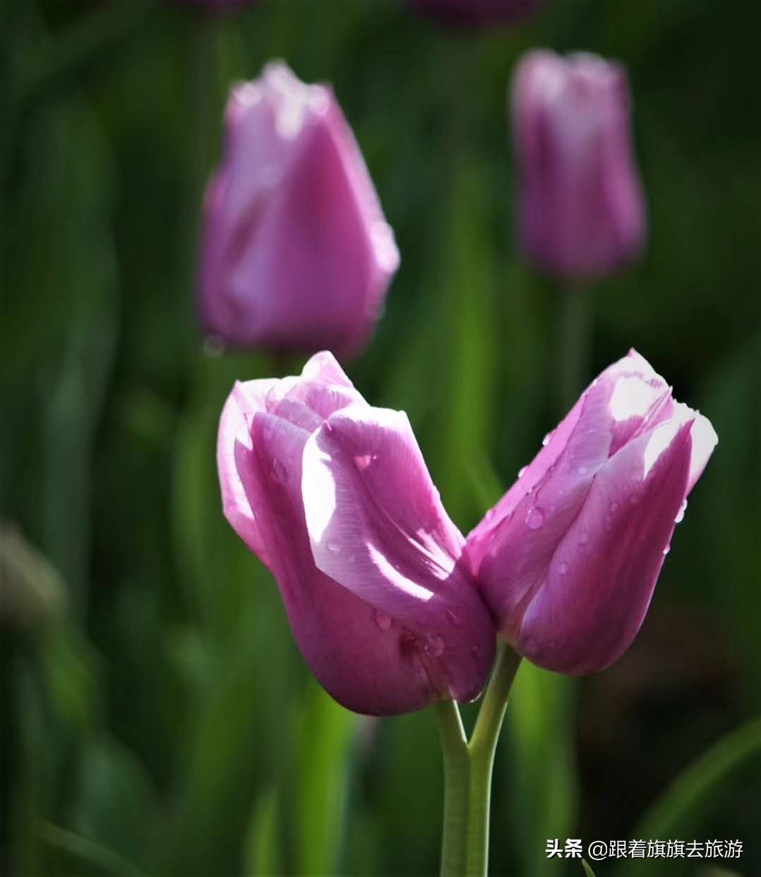 北京香山郁金香,帝都郁金香