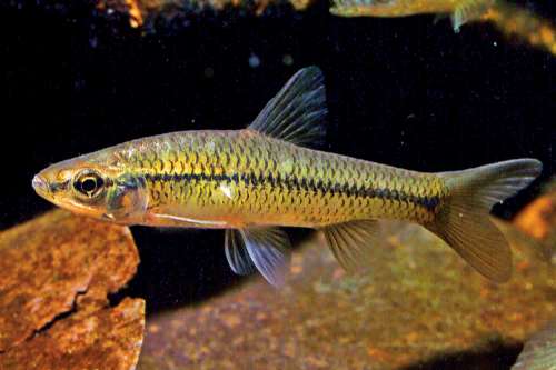 麦穗鱼入侵32个国家,麦穗鱼在欧洲泛滥成灾视频