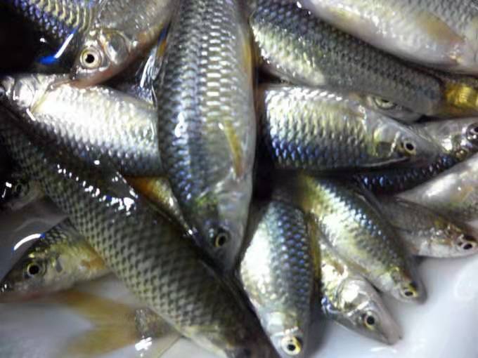 小小的麦穗鱼不但是童年里我的最爱，也是很多中大型观赏鱼的最爱