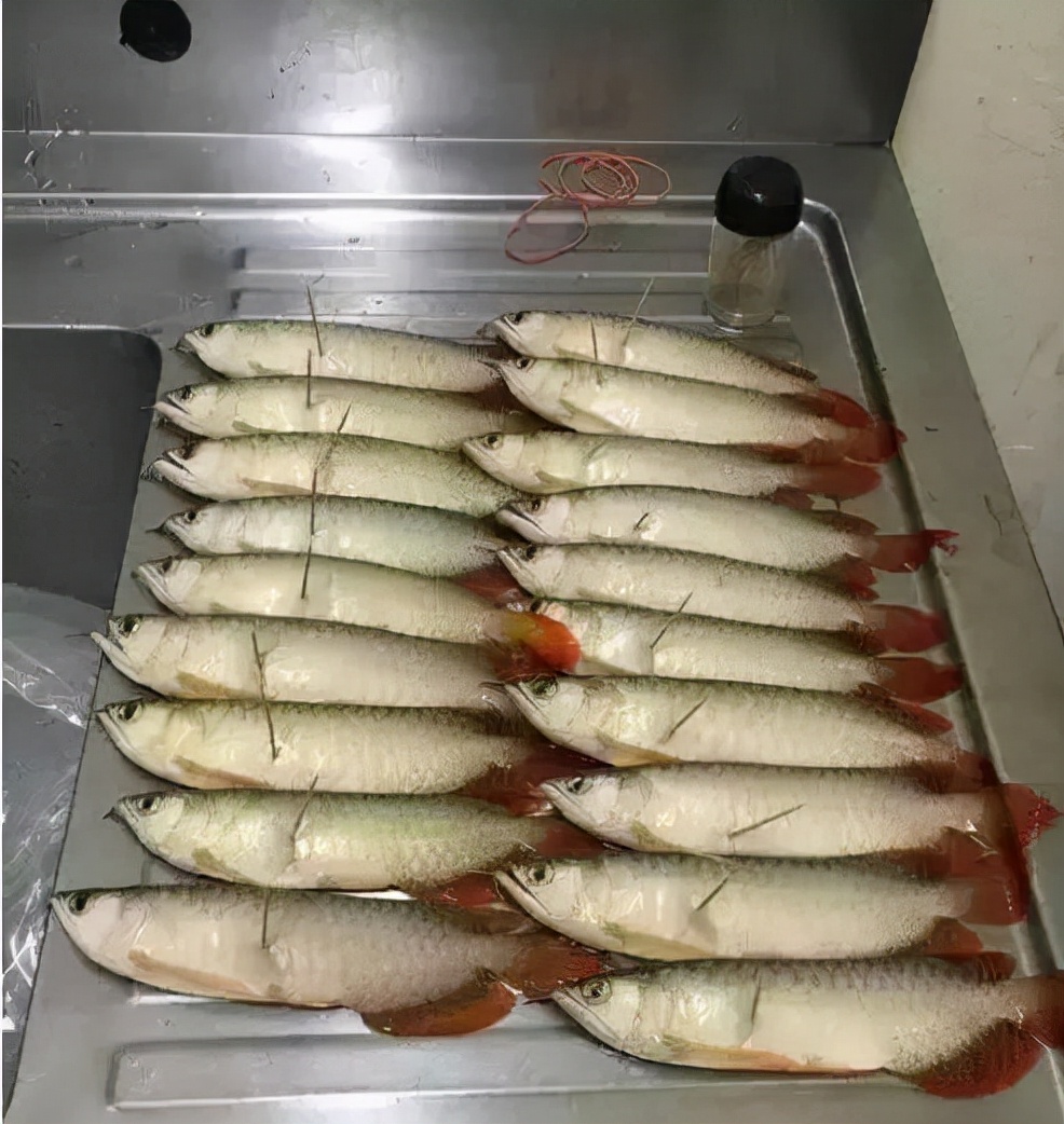 龙鱼事故视频,龙鱼事故