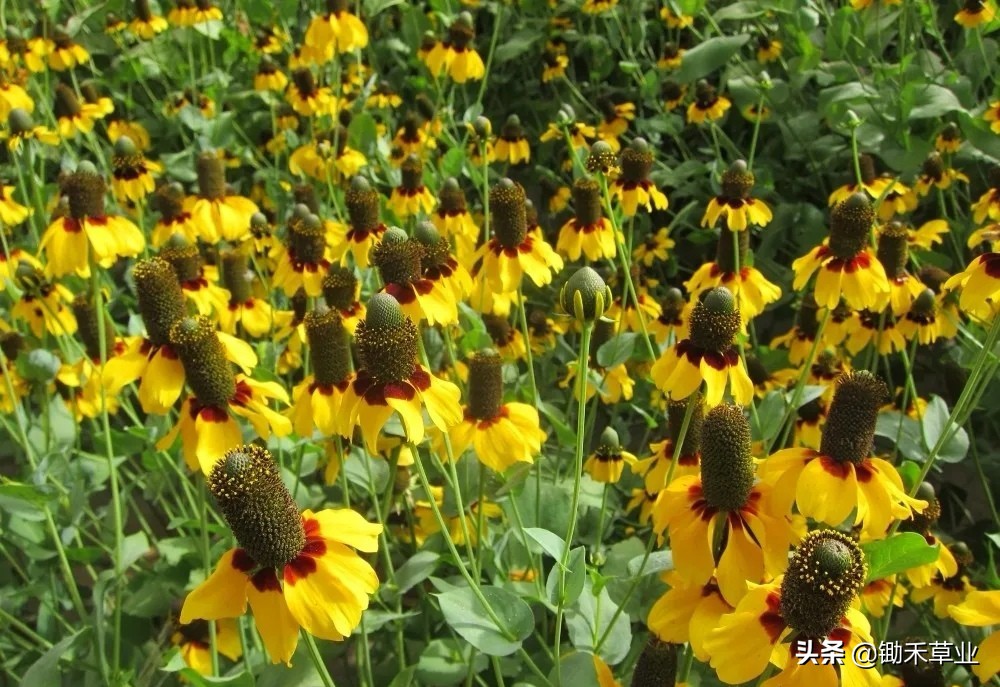 总有人间一两风,填我十万八千梦-松果菊