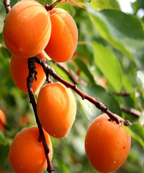 理综学霸必背口诀,高考学霸分享理综答题顺序