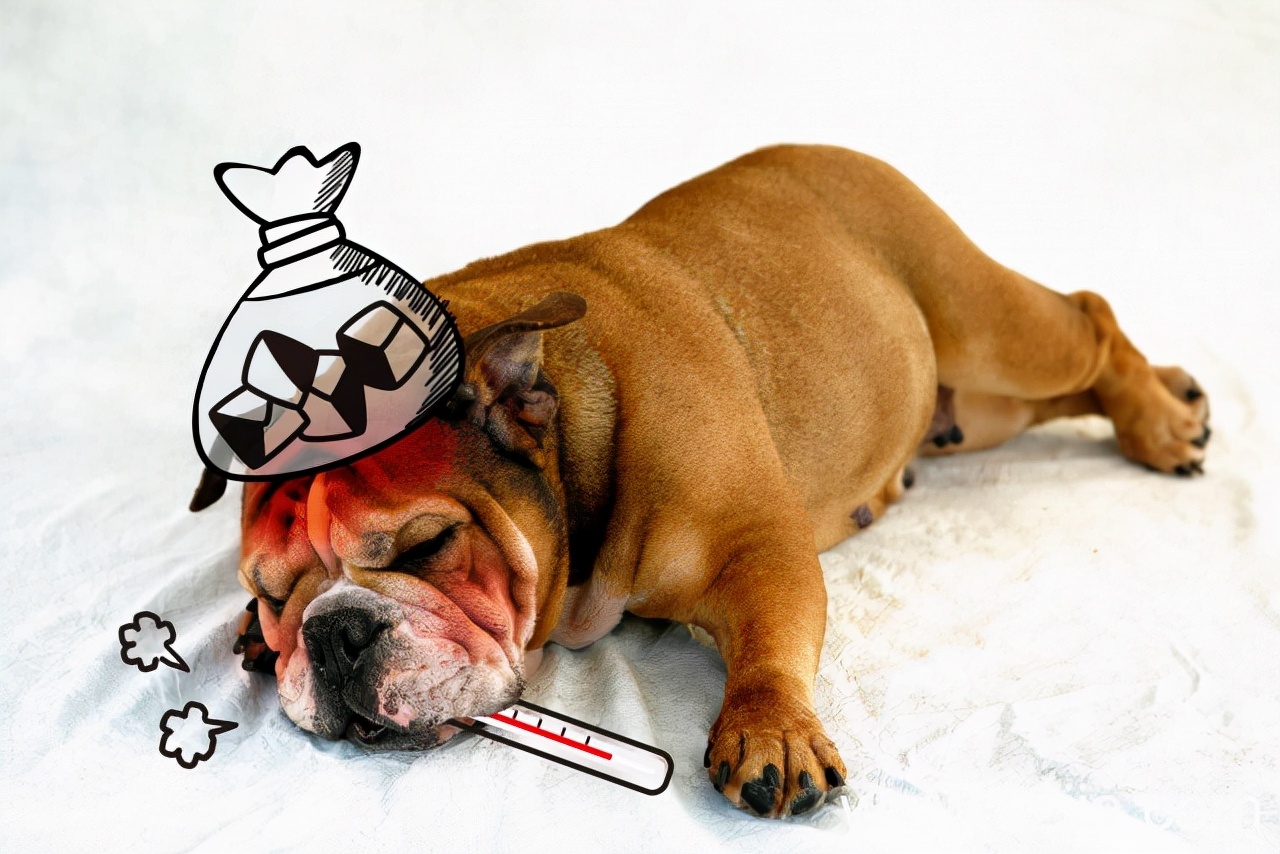 狗狗犬瘟热和感冒,犬瘟热和犬瘟有区别吗