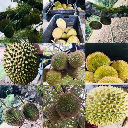 榴莲西施黑金榴莲千层400g,东方甄选榴莲千层和榴莲西施