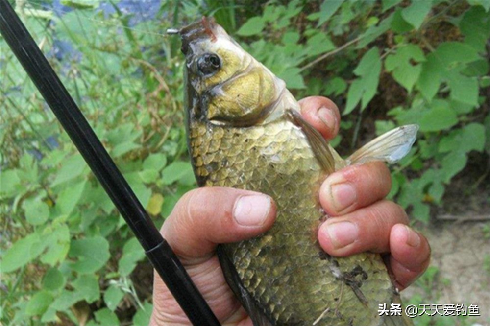 朝天钩搭配立漂怎么调钓,朝天钩大板鲫不易脱钩钩尖锋利