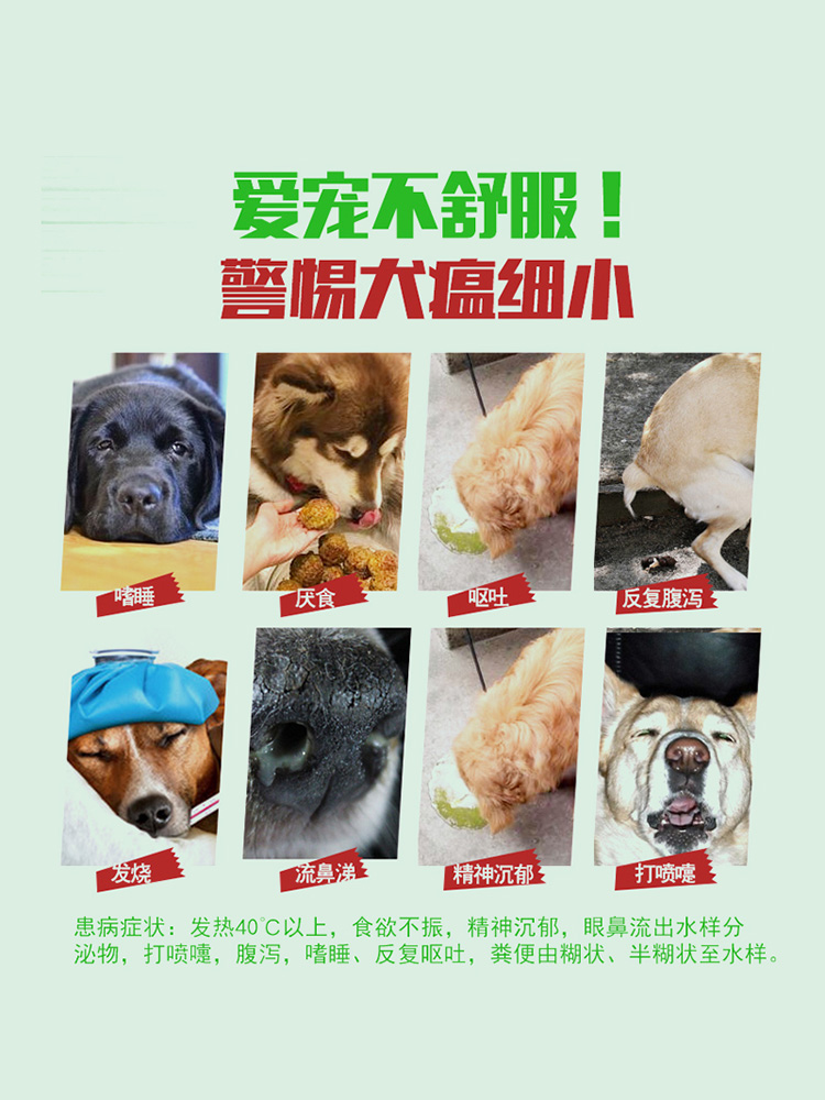 怎么挑选健康泰迪幼犬,怎么挑选健康的泰迪幼犬