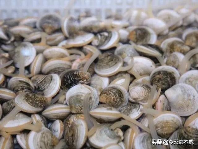 花蛤吐沙放香油是真的吗,花蛤怎么吐沙干净放香油