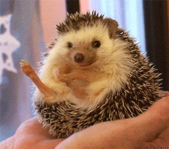 想养一只软萌可爱的非洲迷你刺猬?你需要注意这5点