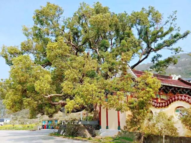 温州乐清900多岁的“树王”,长这样